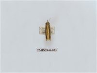 藏品(雙帶長苔蛾)的圖片